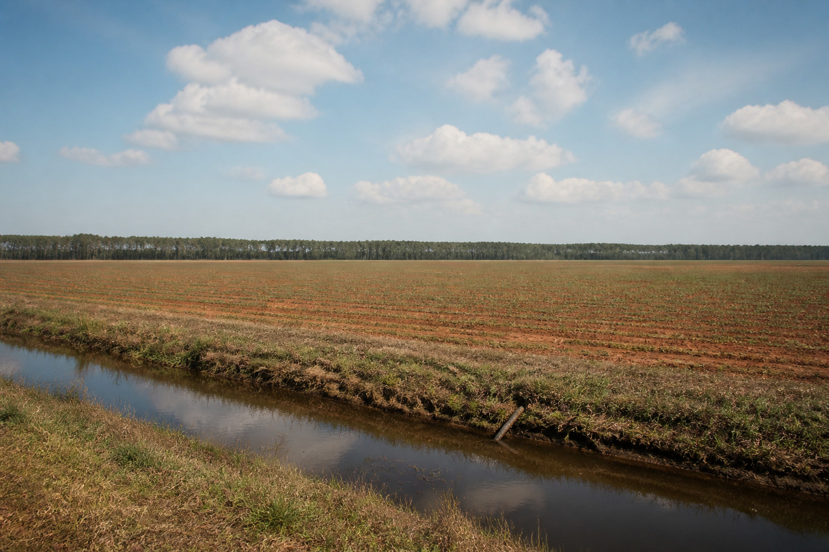 Flat eastern North Carolina farmland with a drainage ditch and a pine line on the horizon